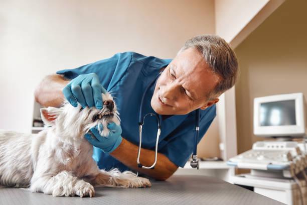 Best Same-Day Emergency Dentist in Woodville, TX